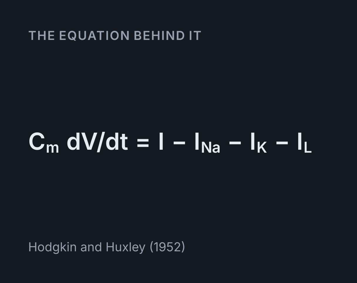 Action Potential Simulator: the equation C m dV/dt = I - I Na - I K - I L.