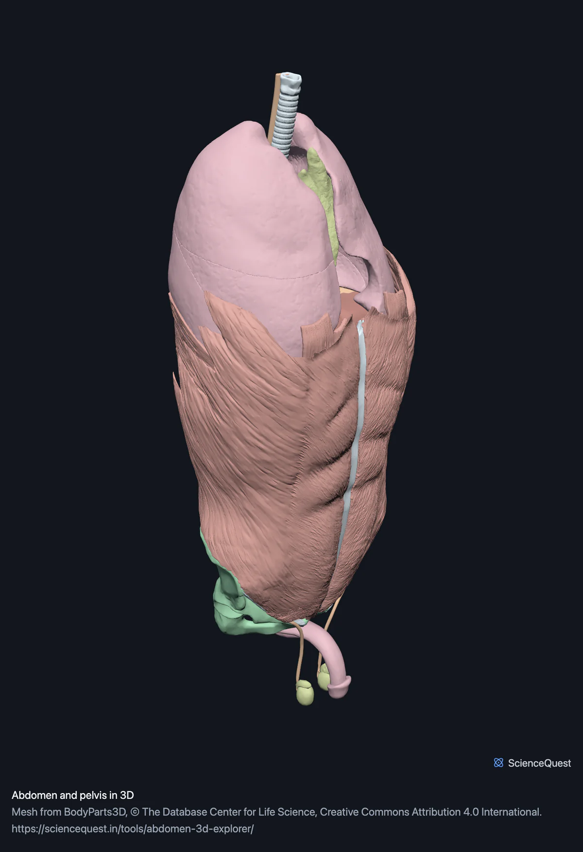 The abdominal wall muscles seen from the front and left, with the lungs and the trachea above them and the pelvic bones and the male reproductive organs below.