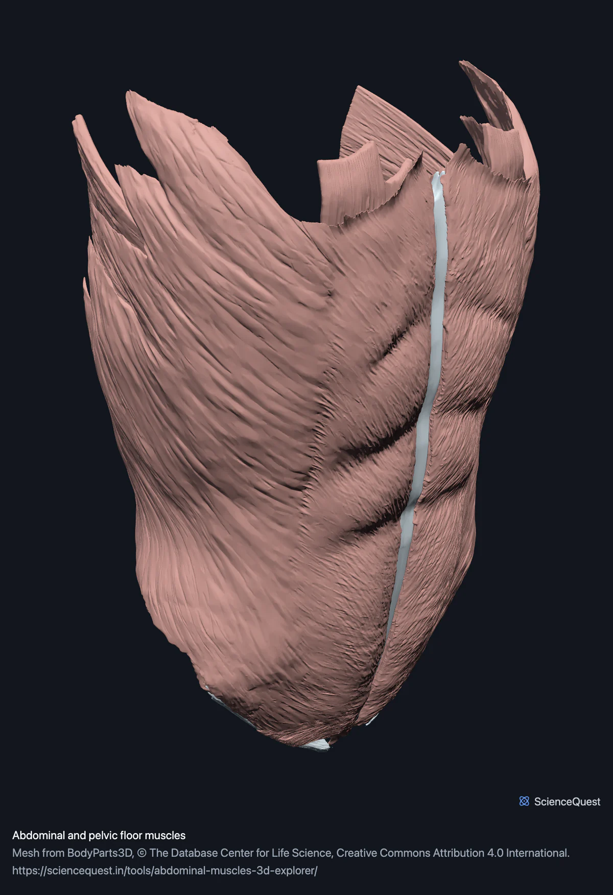 The abdominal wall seen from outside, from the front and left, with the pale strip of the midline aponeurosis between its two halves.
