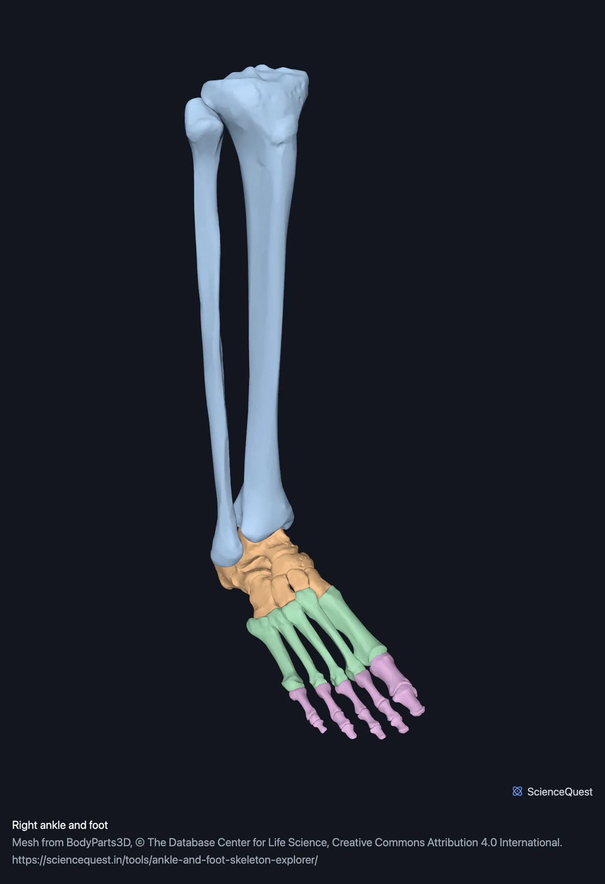 The bones of the right foot with the tibia and fibula above them, the tarsals, metatarsals and phalanges each in a different colour.