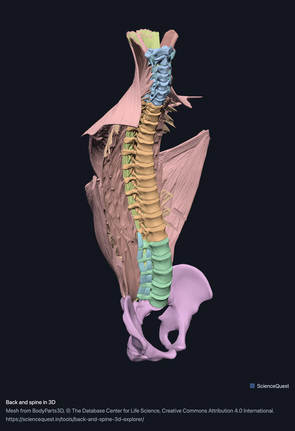 The whole vertebral column from the atlas to the sacrum seen from the front and left, with the back muscles fanning out behind it and both hip bones below.