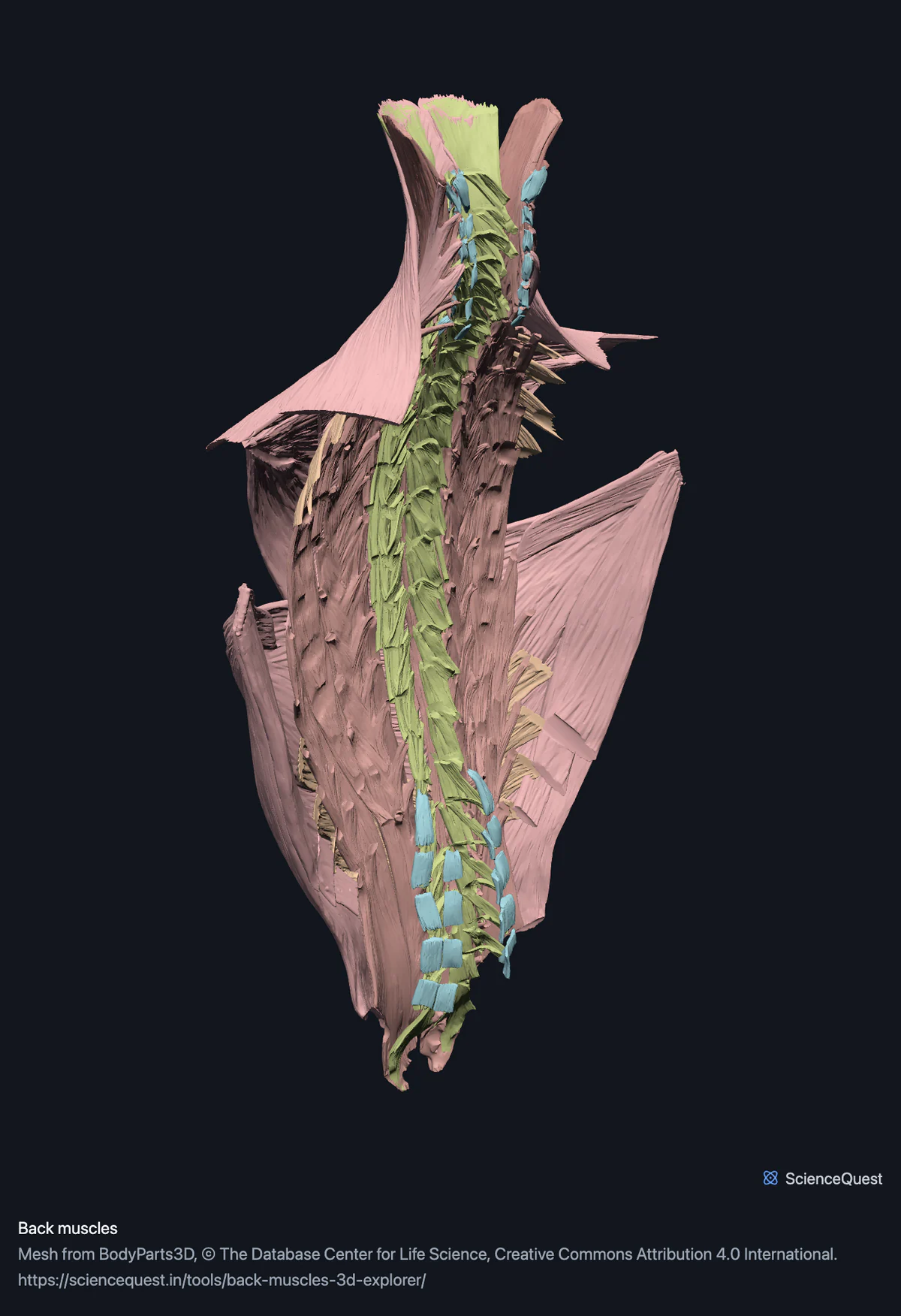 The back muscles with no bone in the scene: the broad superficial sheets spread to either side and the erector spinae and short segmental muscles along the midline.