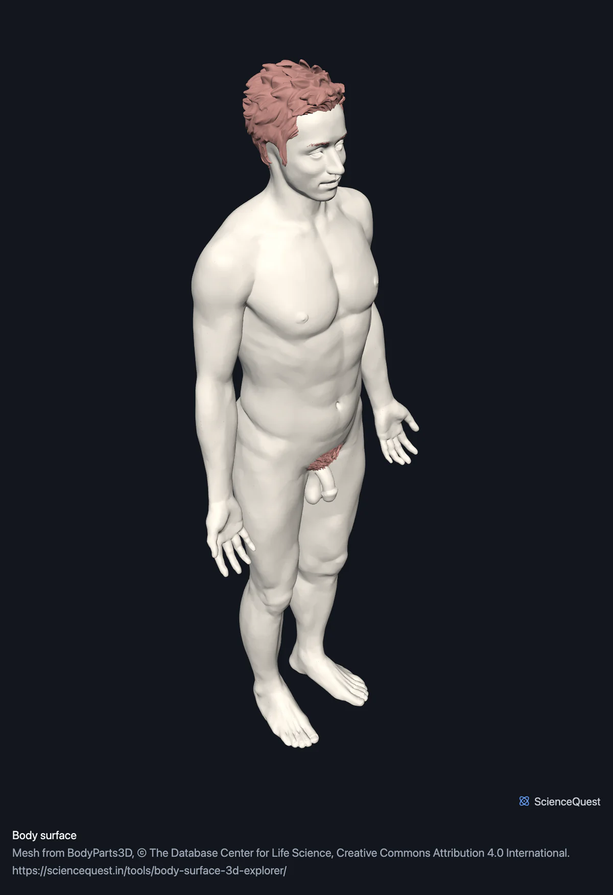 The whole body surface as one closed sheet, a standing male figure seen from the front and left, with the scalp hair the dataset publishes alongside it.