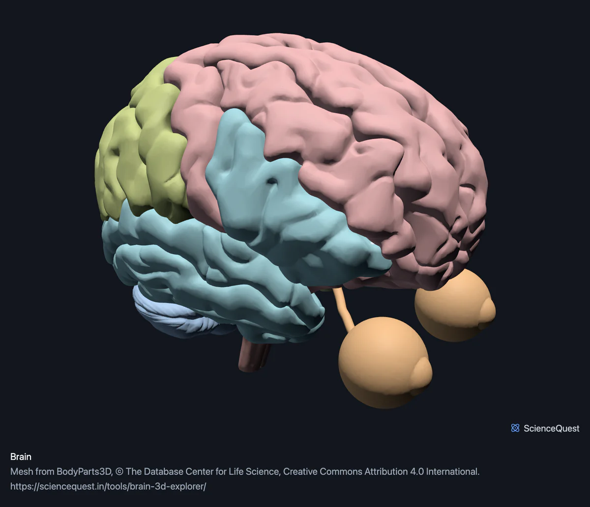The brain from the left and front with the frontal, parietal, temporal and occipital cortex in separate colours, the cerebellum below and both eyeballs on their optic nerves.