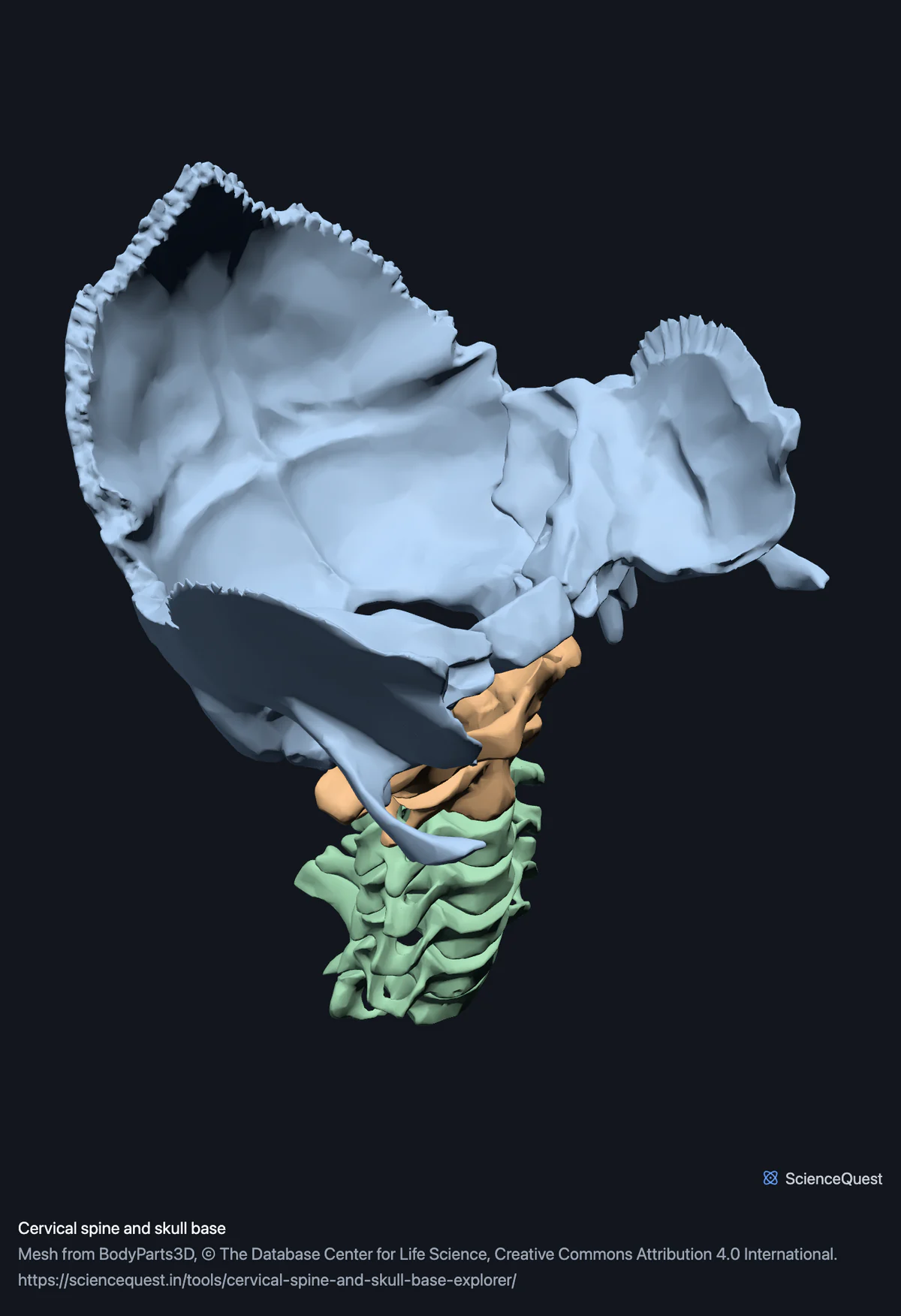 The seven cervical vertebrae below the occipital and temporal bones, seen from in front and a little below, so the joints between skull, atlas and axis are in view.