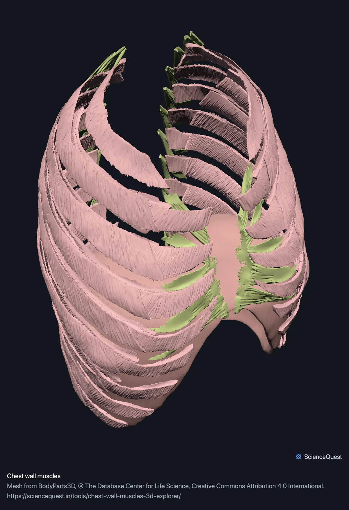 The chest wall muscles with no bone in the scene: the intercostal layers curved where the rib spaces are, the levatores costarum and transversus thoracis between them, and the diaphragm domed below.