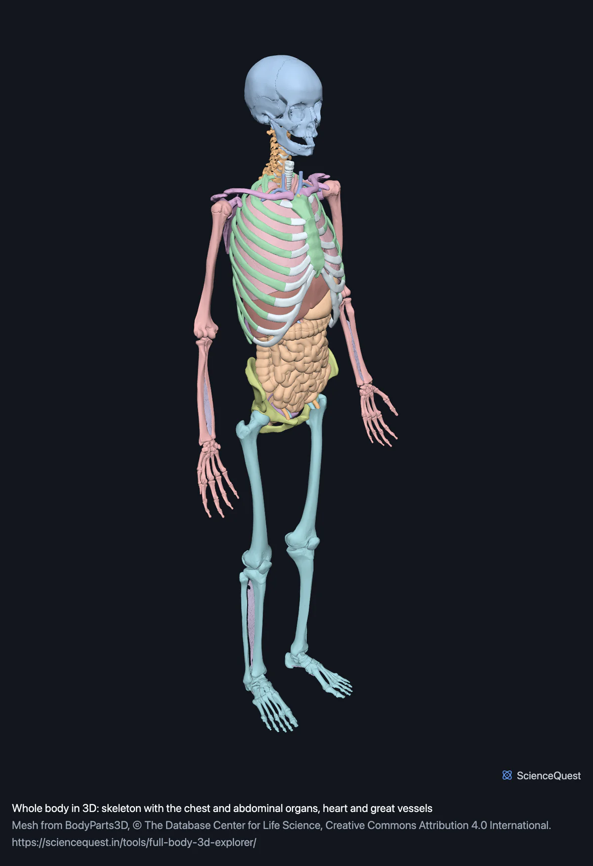 The whole human skeleton standing, seen from the front and left, with the chest and abdominal organs, the heart and the great vessels in place inside the rib cage and pelvis.