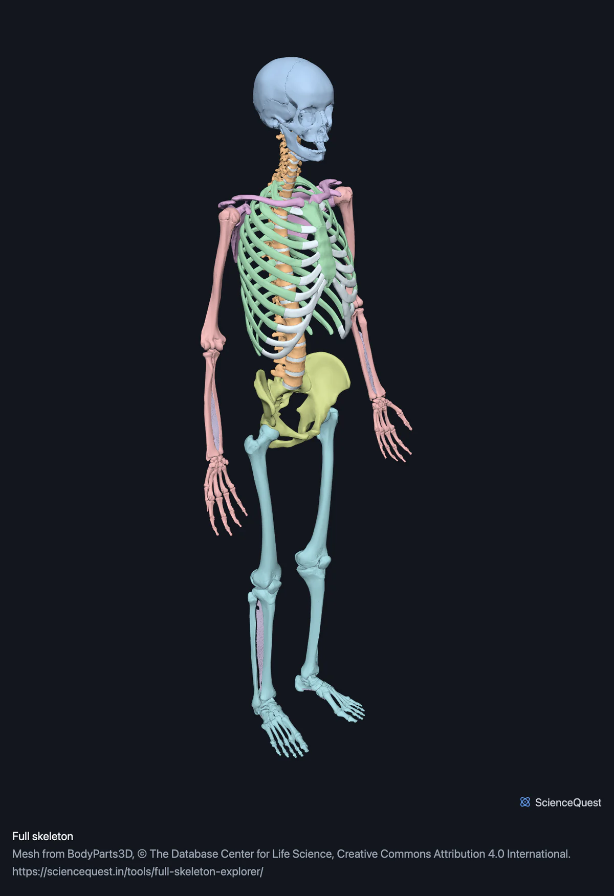 The whole human skeleton standing, seen from the front and left, with the skull, spine, rib cage, shoulder girdle, limbs and pelvis each in a different colour.