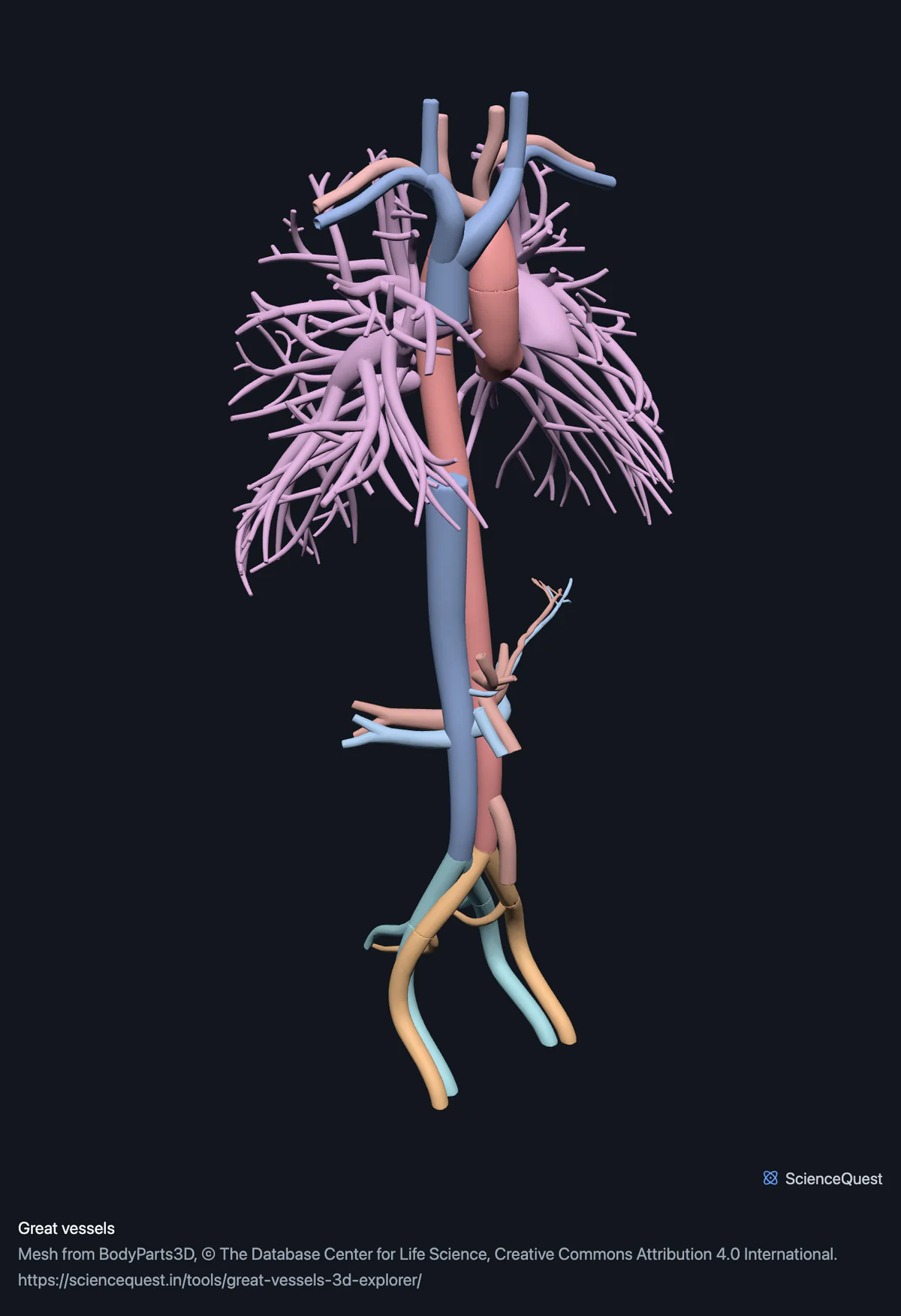 The aorta and both venae cavae running the length of the trunk, the pulmonary vessels branching to each side and the iliac vessels dividing at the bottom.