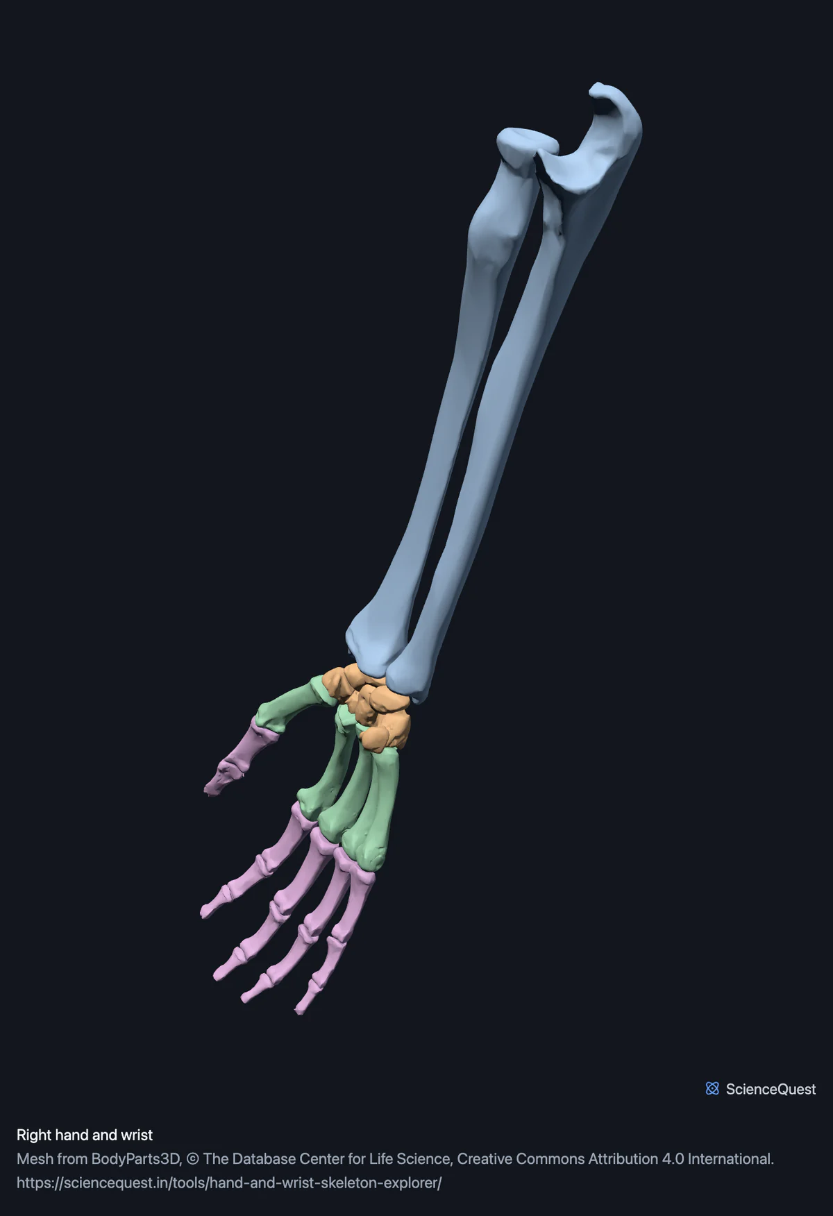 The bones of the right hand with the radius and ulna above them, the eight carpals separated, and the metacarpals and phalanges in their own colours.