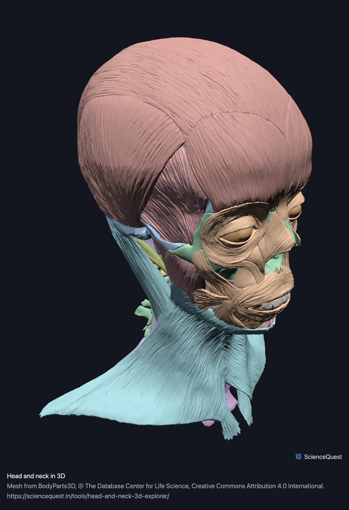 Muscles of the scalp, face and neck on a head turned three quarters towards the front, platysma sheeting down over the jaw, with the skull and cervical spine underneath.