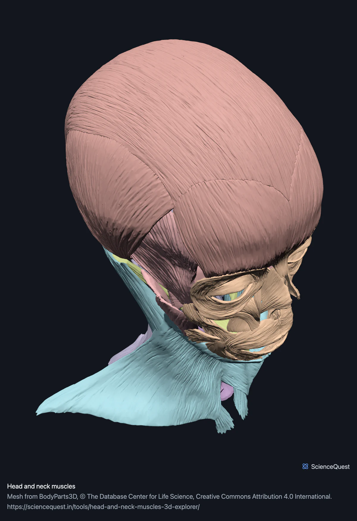 The muscles of the head and neck with no bone in the scene: epicranius over the vault, the muscles of facial expression around the eye and mouth, and platysma over the neck.