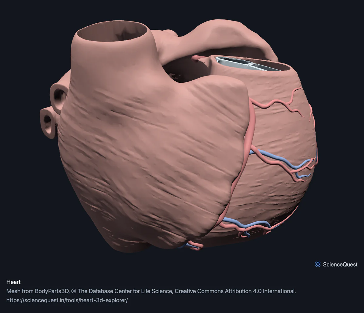 The heart from the front and left, the coronary arteries and cardiac veins running over its wall and the cut openings of the great vessels at the top.