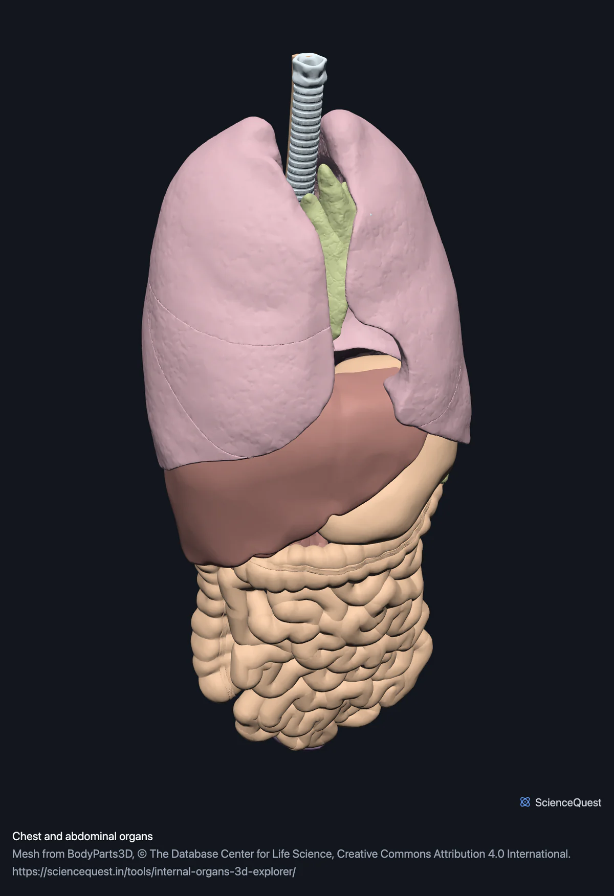 Both lungs with the trachea between them, the liver under the right lung and the coiled small intestine below, seen from the front and slightly to the left.