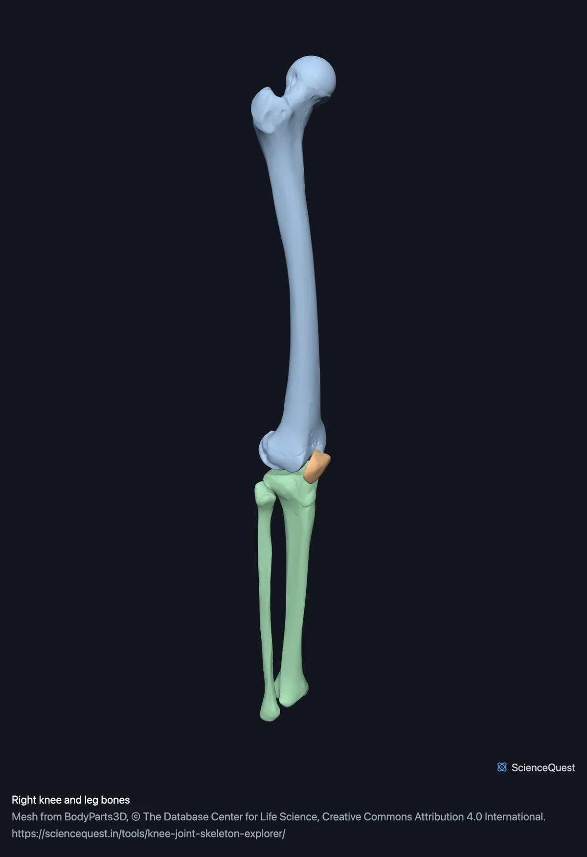 The whole femur, tibia and fibula with the patella at the knee, seen from the front and side, so the joint sits in the context of the complete bones.