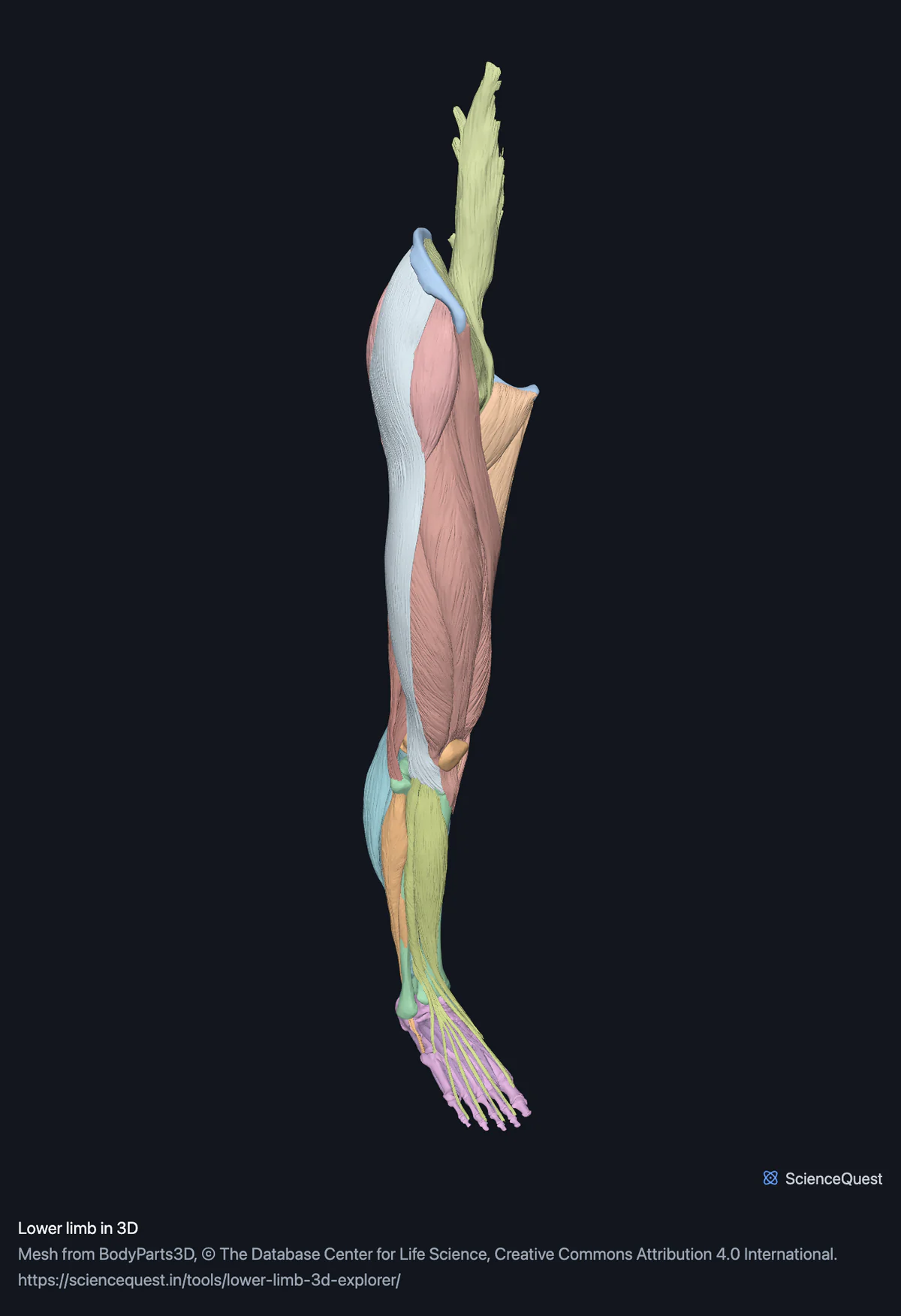 Right thigh and calf muscles over the femur, tibia and fibula, seen almost edge on from the front and side, with the bones of the foot below them.