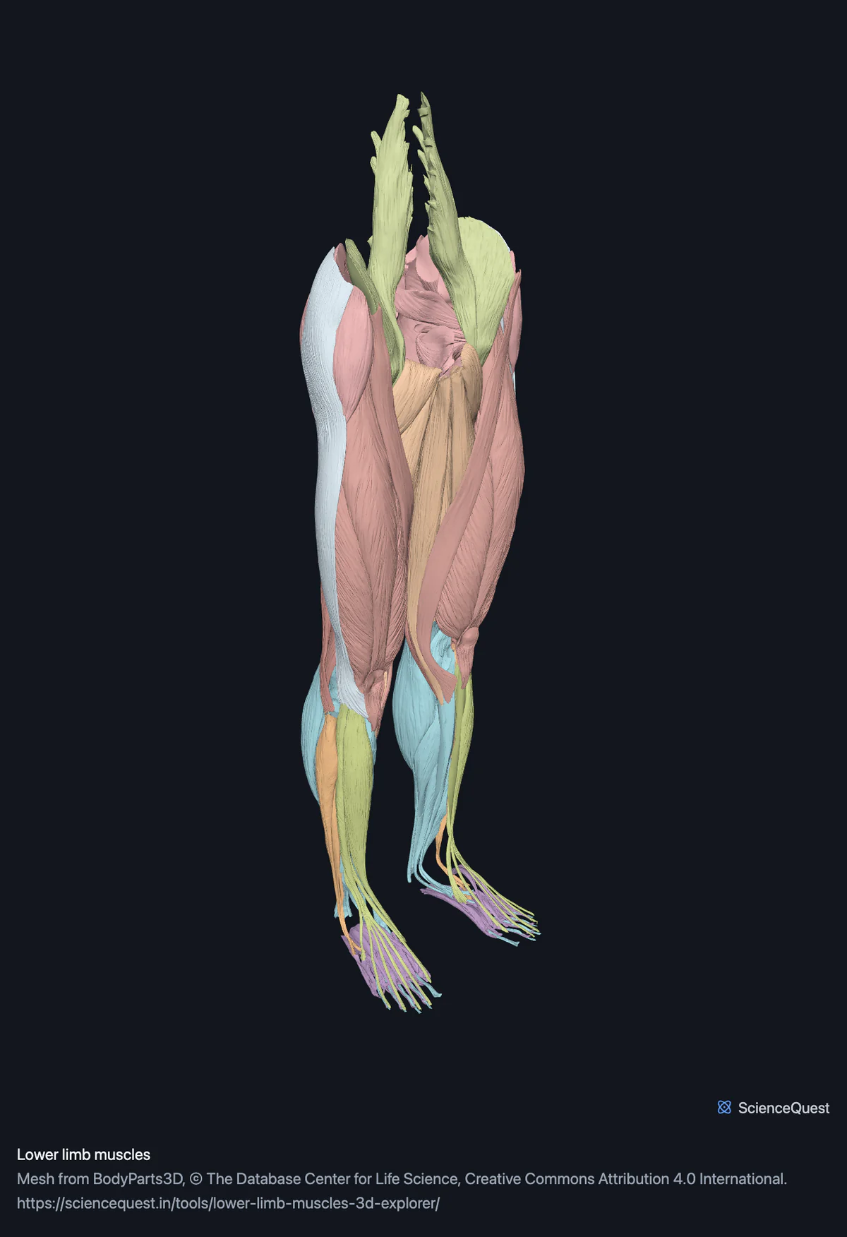 The muscles of both lower limbs from the gluteal group down to the foot, each compartment in its own colour, seen from the front and left.