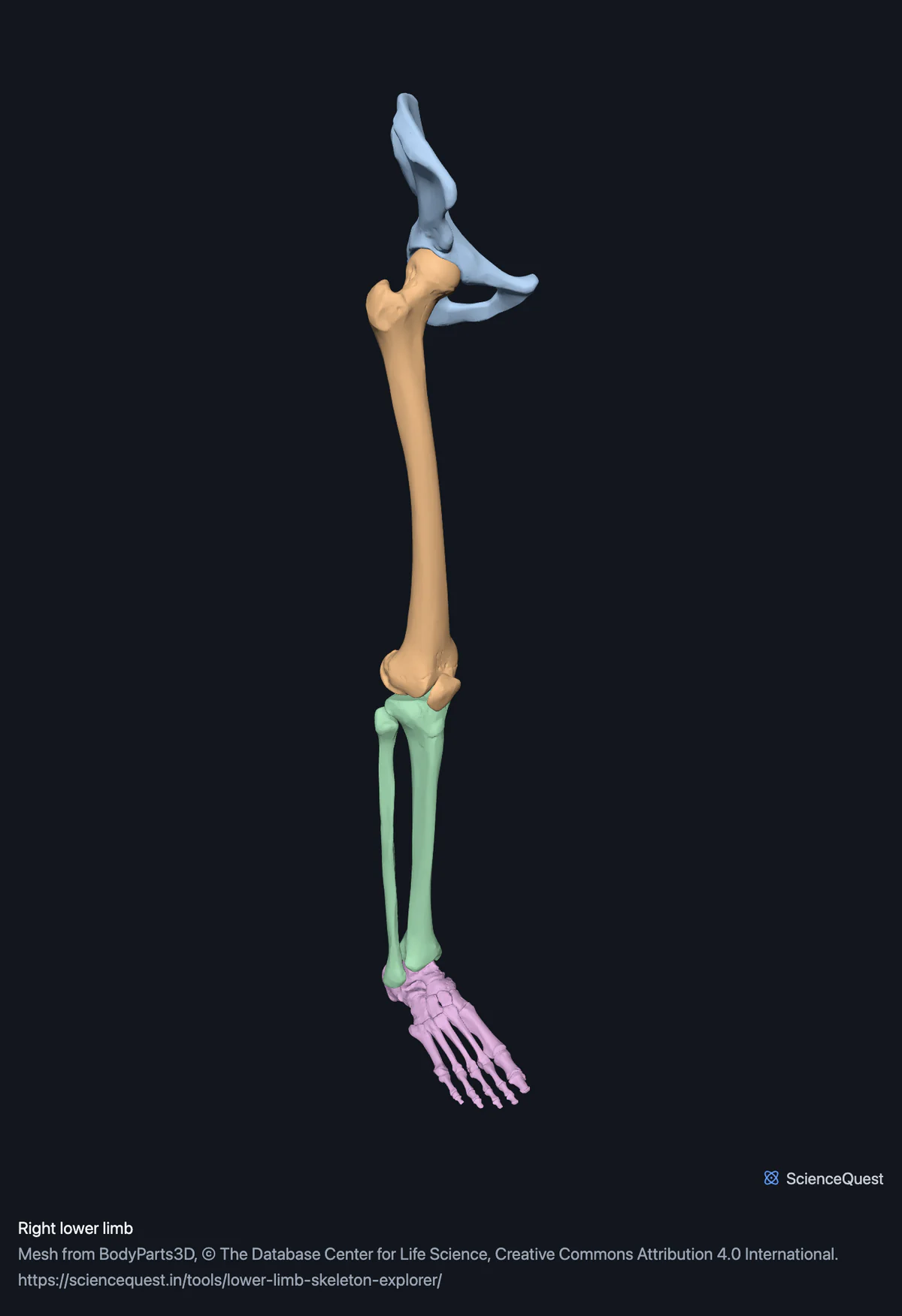 The bones of the right lower limb in one piece: hip bone, femur, tibia and fibula and the foot, each group in a different colour.