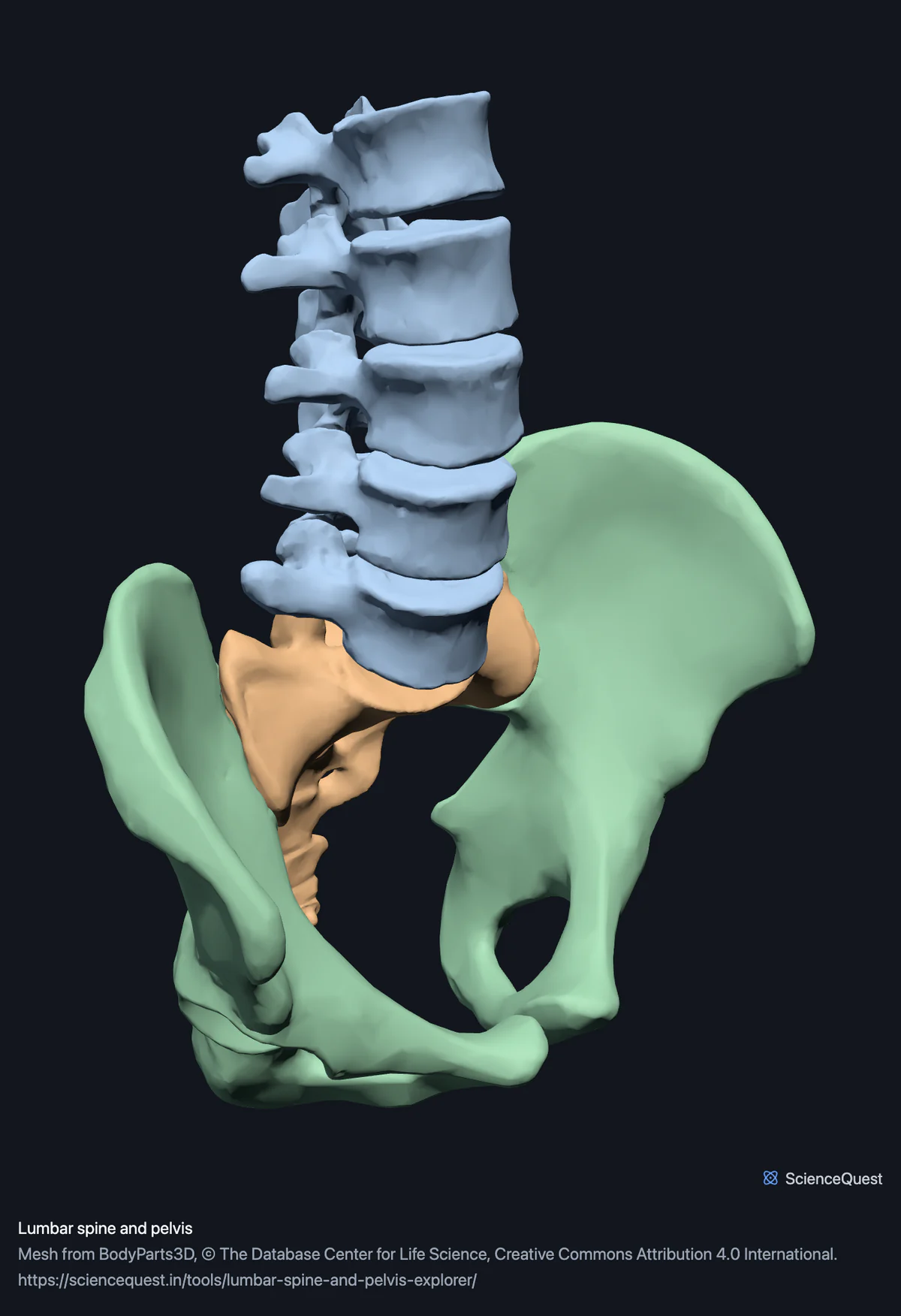 Five lumbar vertebrae stacked on the sacrum between both hip bones, seen from the front and left, with the lumbosacral joint in the middle of the frame.