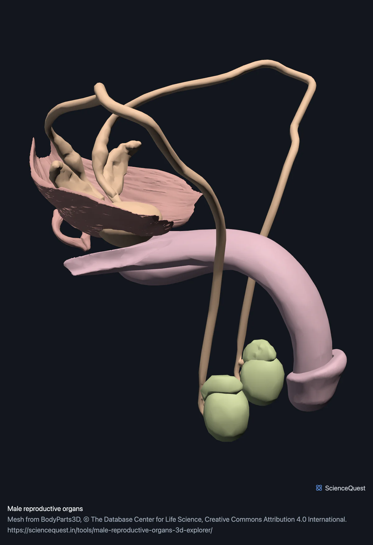 The male reproductive organs on their own: testes and epididymides below, the deferent ducts looping up to the seminal vesicles and prostate, with the pelvic floor behind them.