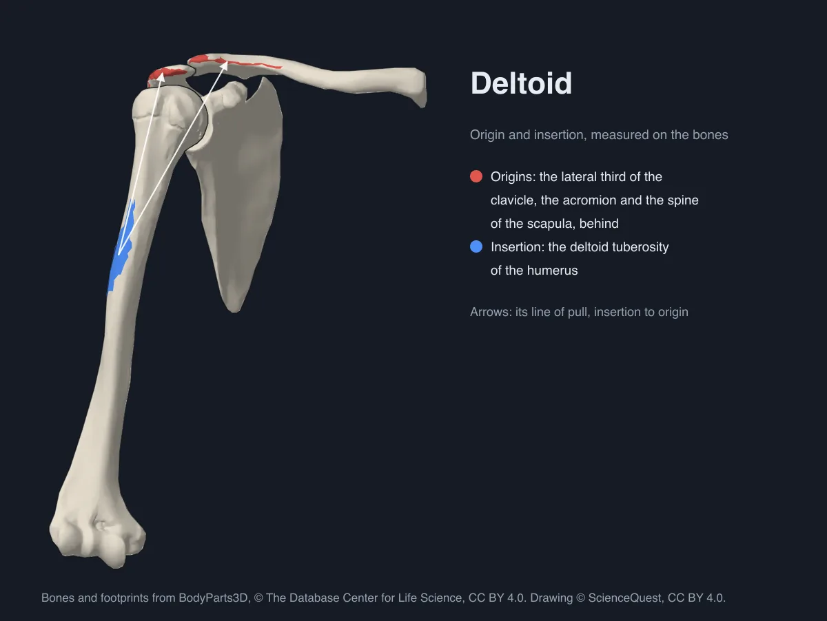 The right shoulder’s bones from the front, the deltoid’s origins painted red on the clavicle and acromion, its insertion blue on the humerus, with white arrows for its pull.