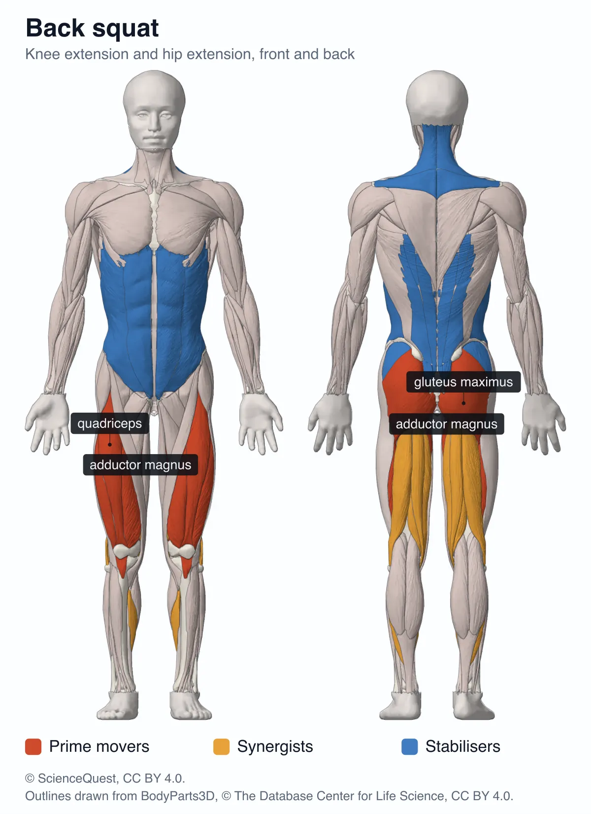 Front and back muscle maps of the back squat: the quadriceps, gluteus maximus and adductor magnus in red, the hamstrings in amber and the trunk muscles in blue.