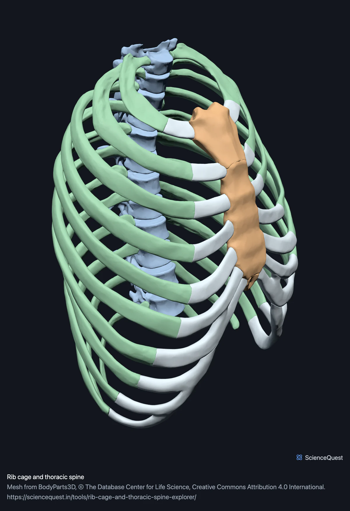 The rib cage from the front and left, ribs and costal cartilages in separate colours, with the twelve thoracic vertebrae behind them and the sternum in three pieces.