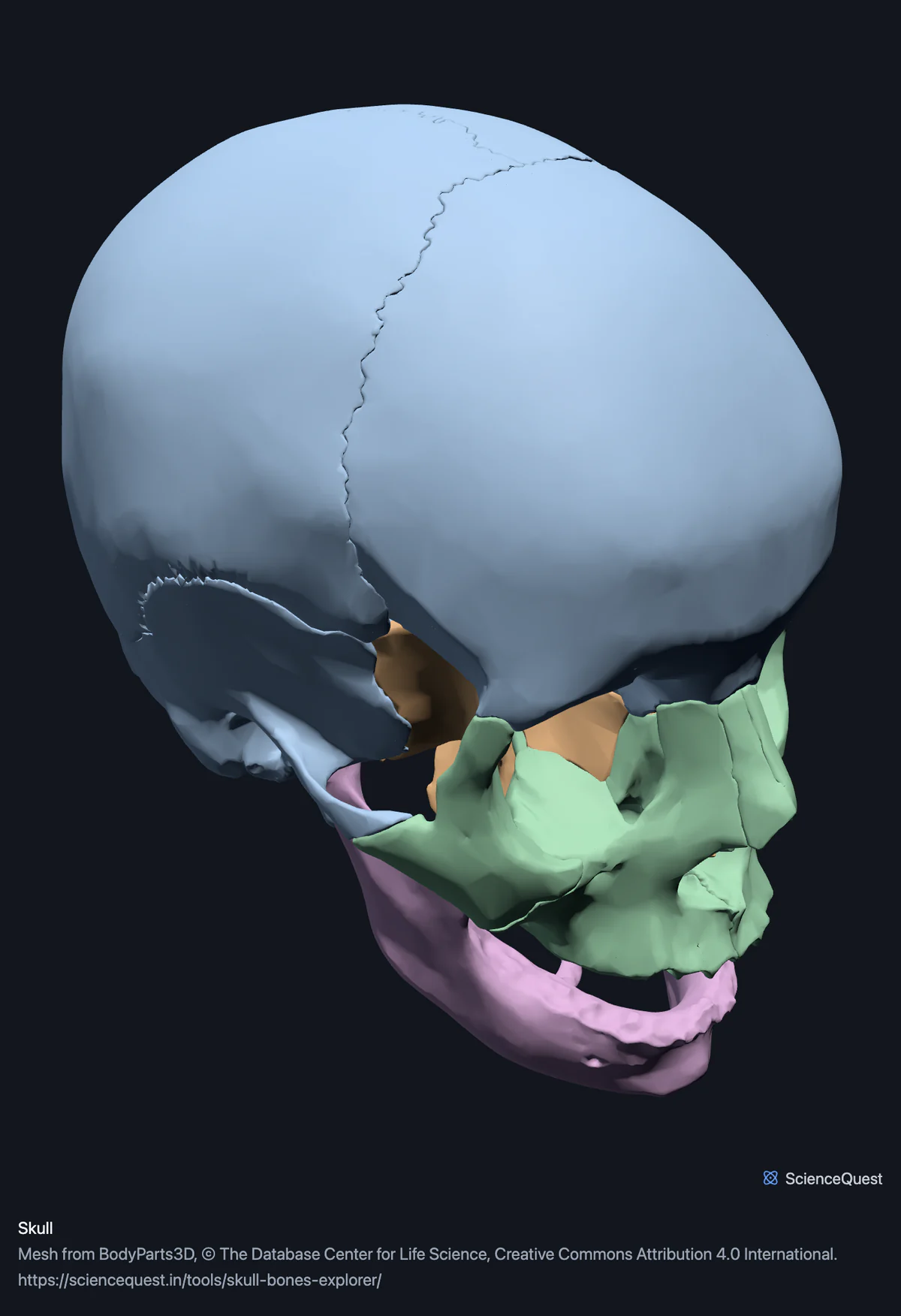 A skull from the front and left with the cranial vault, skull base, facial bones and jaw in separate colours and the sutures visible between them.