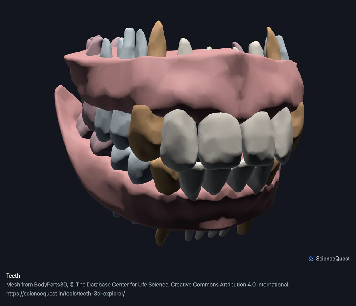 The permanent teeth of both jaws slightly apart, incisors, canines, premolars and molars each in a different colour, with the gums around their roots.