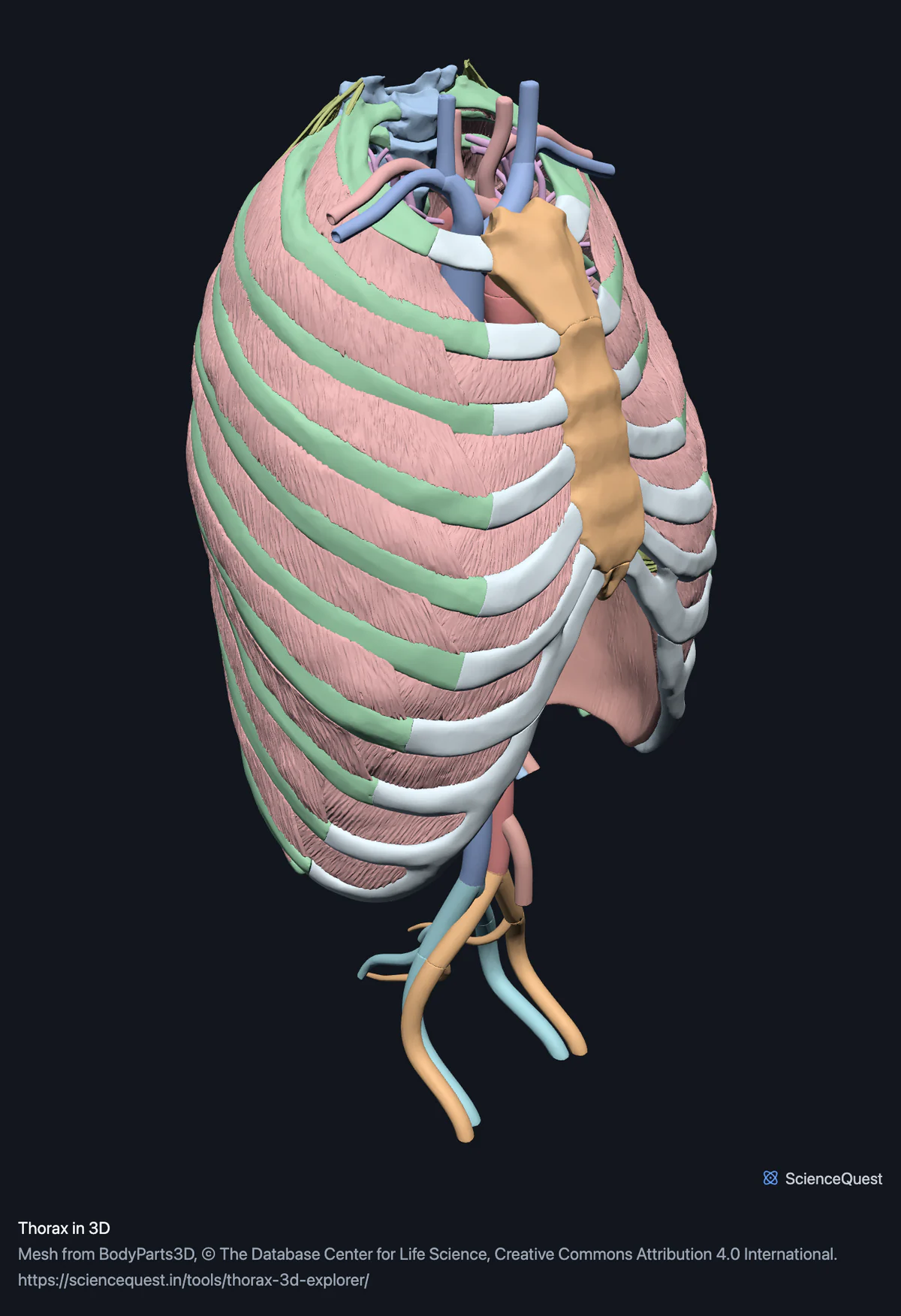 Rib cage and thoracic spine from the front and left with the intercostal muscles filling every rib space, the sternum in three pieces and the aorta descending below.