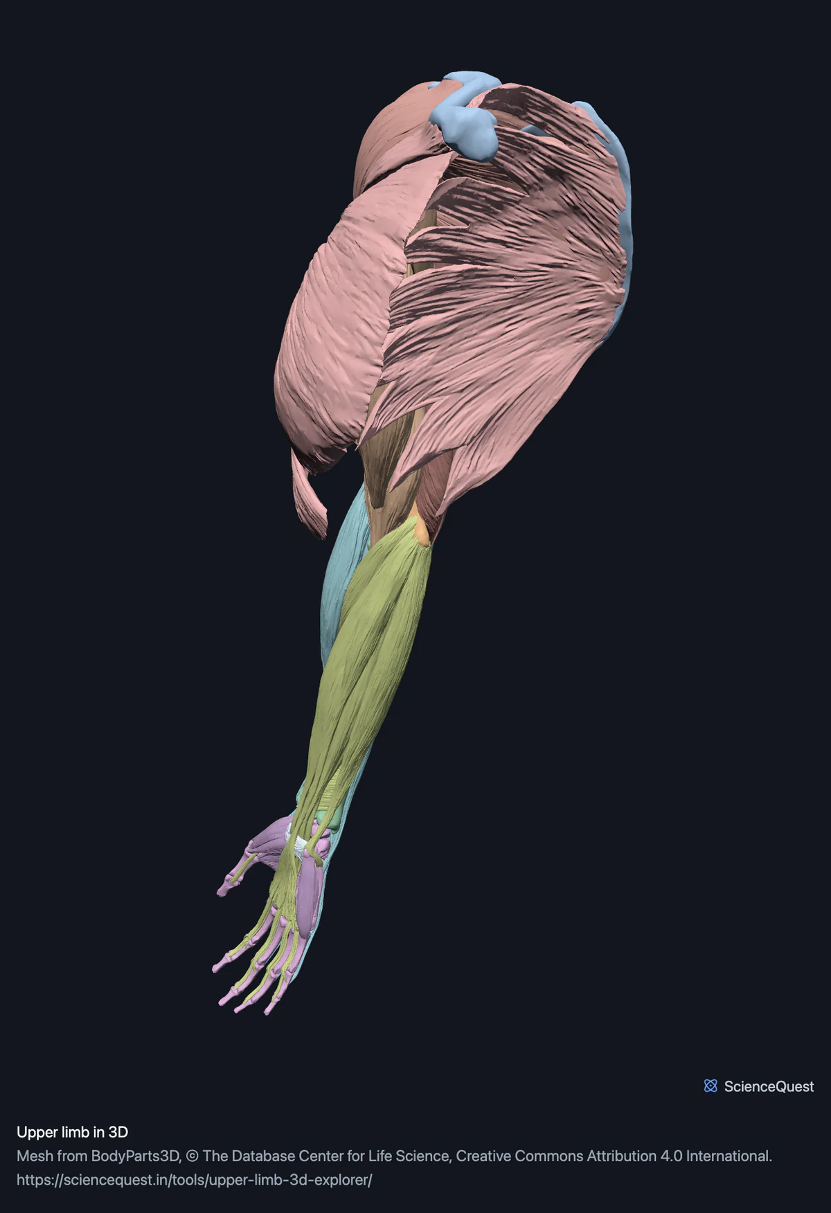 Right arm muscles over the arm bones from shoulder to wrist, seen from the front and side, with the bones of the hand at the end of the forearm.