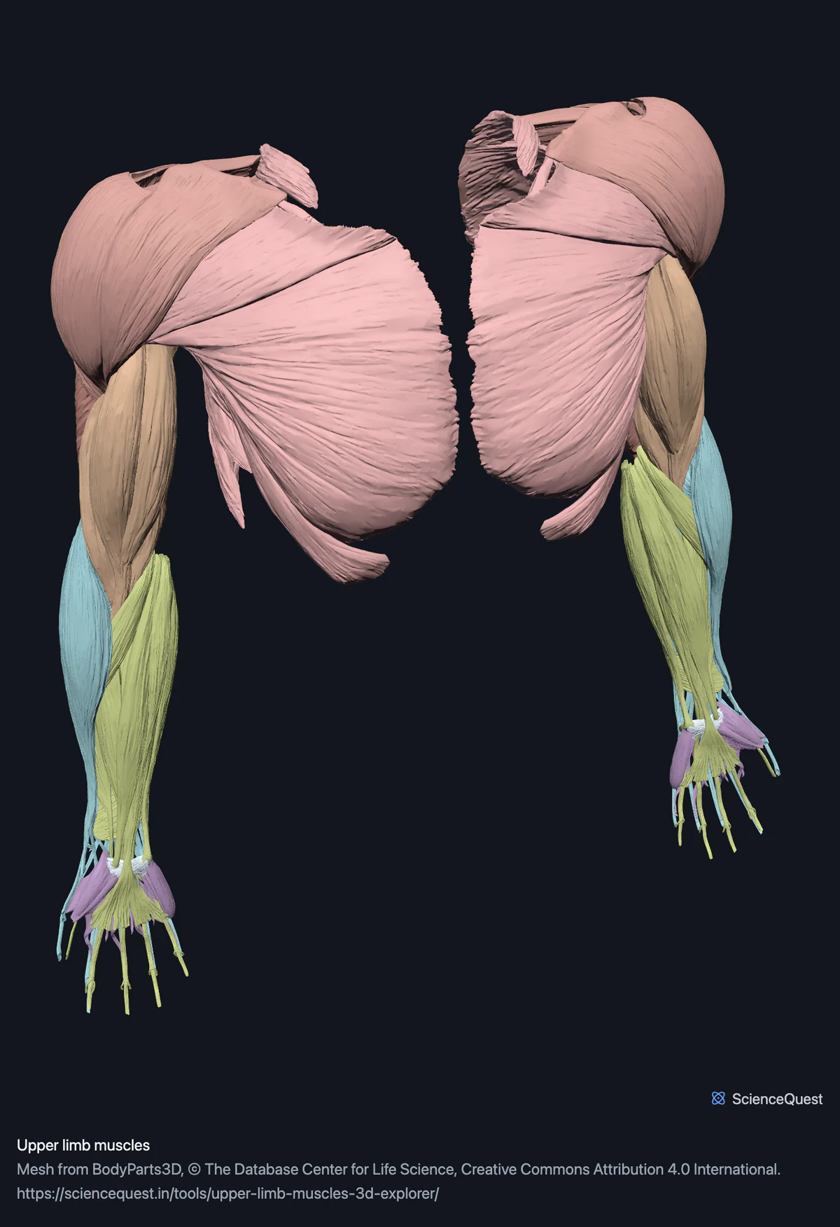 The muscles of both upper limbs seen from the front, the pectoral and shoulder groups spread at the top and the forearm and hand muscles below.
