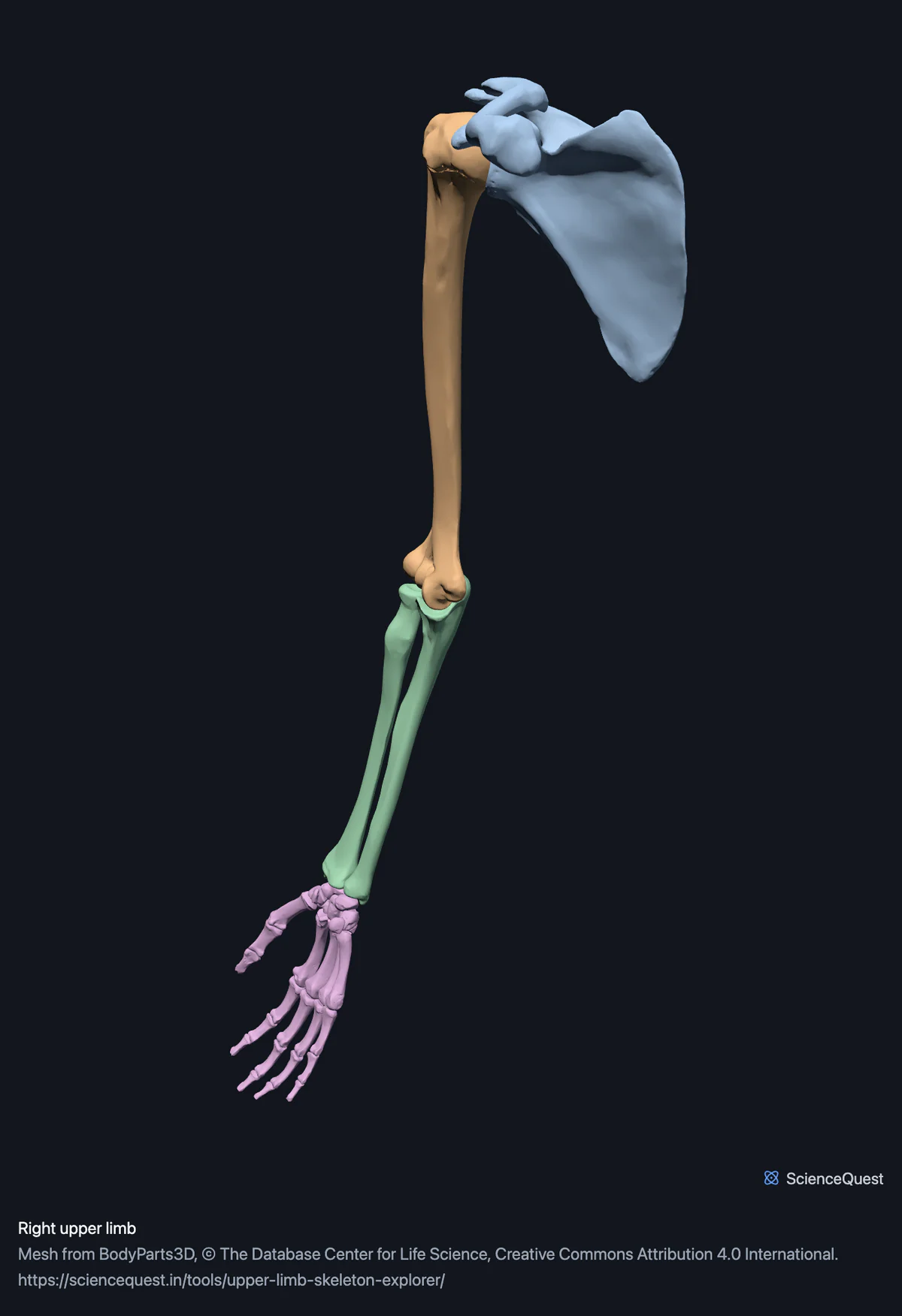 The bones of the right upper limb in one piece: scapula and clavicle, humerus, radius and ulna and the hand, each group in a different colour.