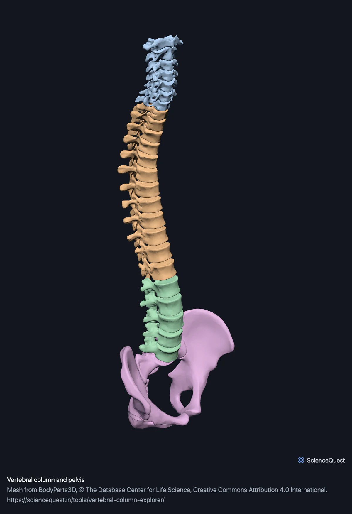 The vertebral column from the atlas to the sacrum seen from the side, the cervical, thoracic and lumbar regions in separate colours, with both hip bones at the bottom.