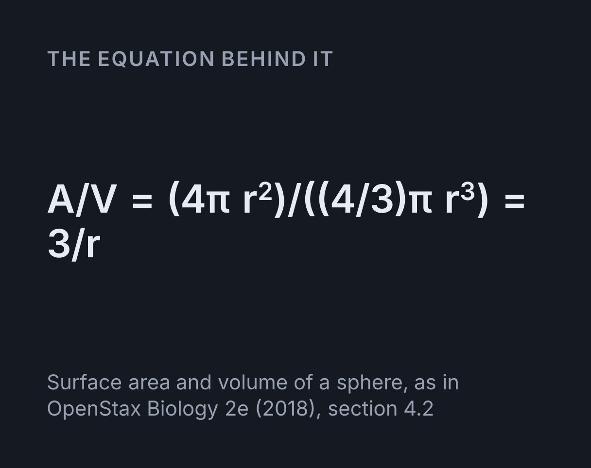 Cell Structure Explorer: the equation A/V = (4π r²)/((4/3)π r³) = 3/r.