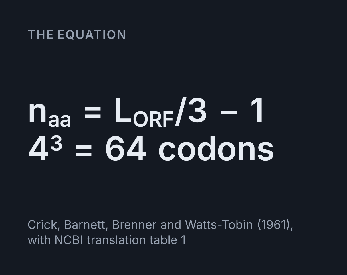 DNA to Protein Translator: the equation n aa = L ORF/3 - 1, 4³ = 64 codons.