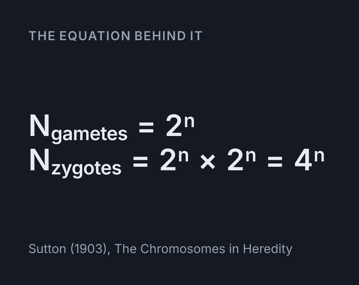 Mitosis and Meiosis Explorer: the equation N gametes = 2ⁿ, N zygotes = 2ⁿ × 2ⁿ = 4ⁿ.