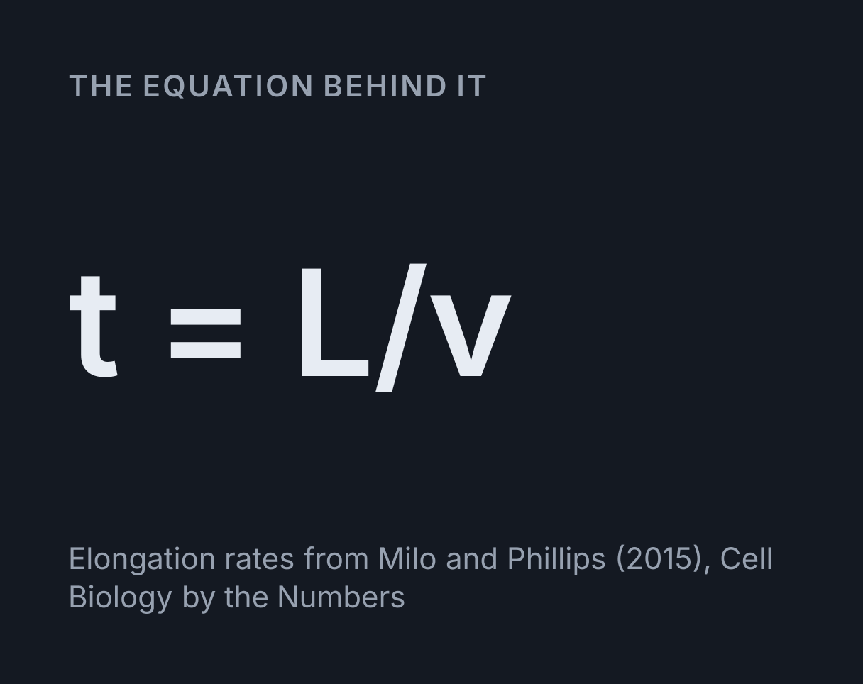 Protein Synthesis Simulator: the equation t = L/v.
