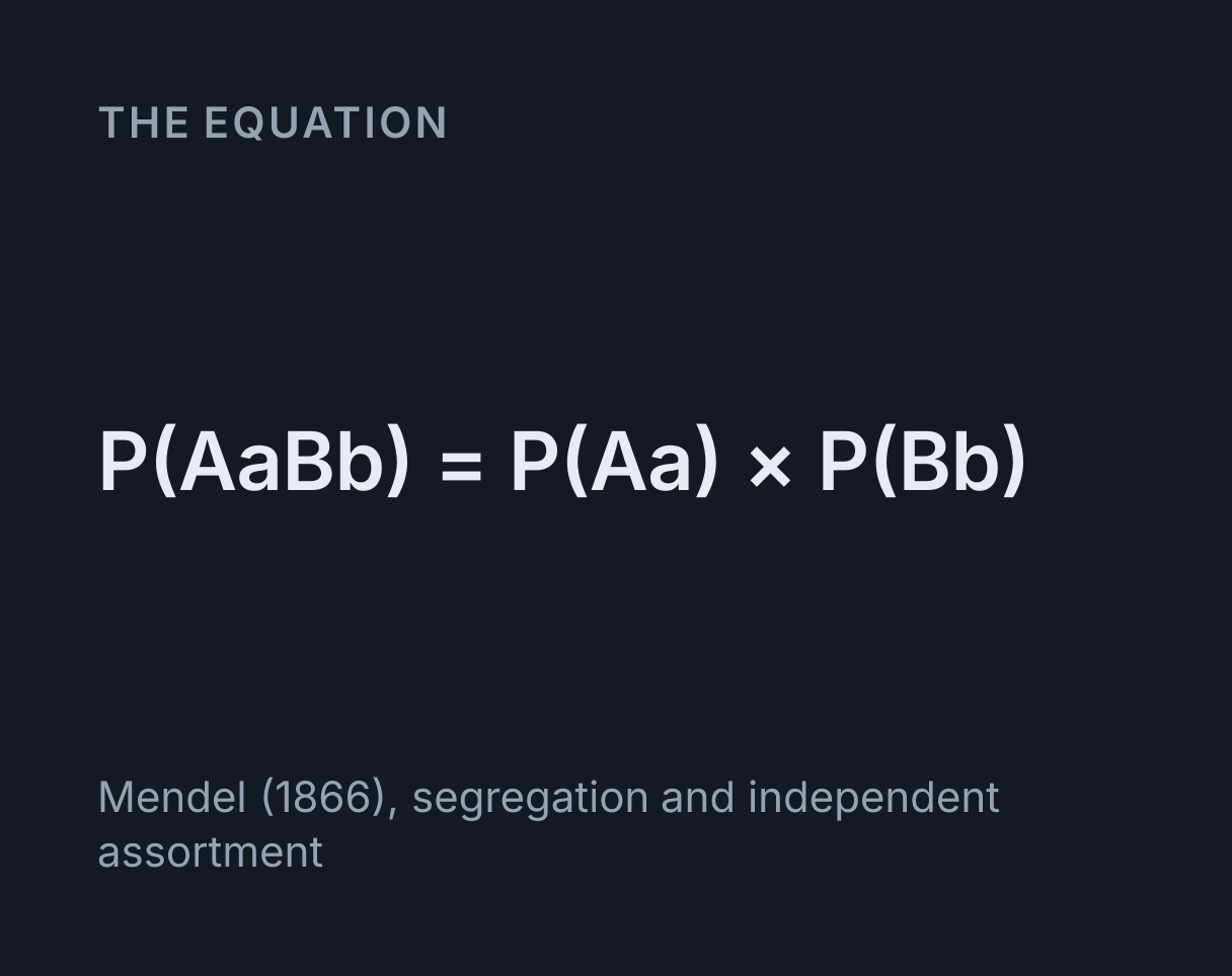Punnett Square Calculator: the equation P(AaBb) = P(Aa) × P(Bb).