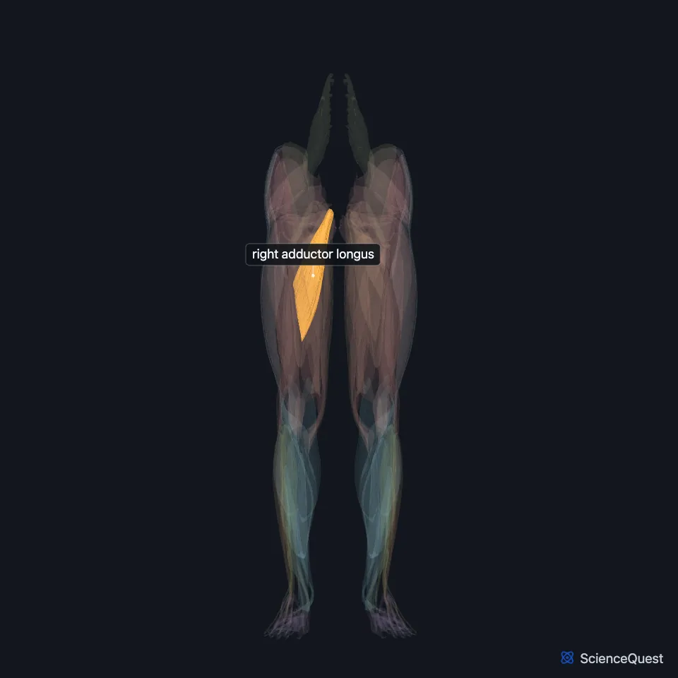 The muscles of both lower limbs seen from the front, faded, with the right adductor longus highlighted and labeled on the inner side of the upper right thigh, below the groin.