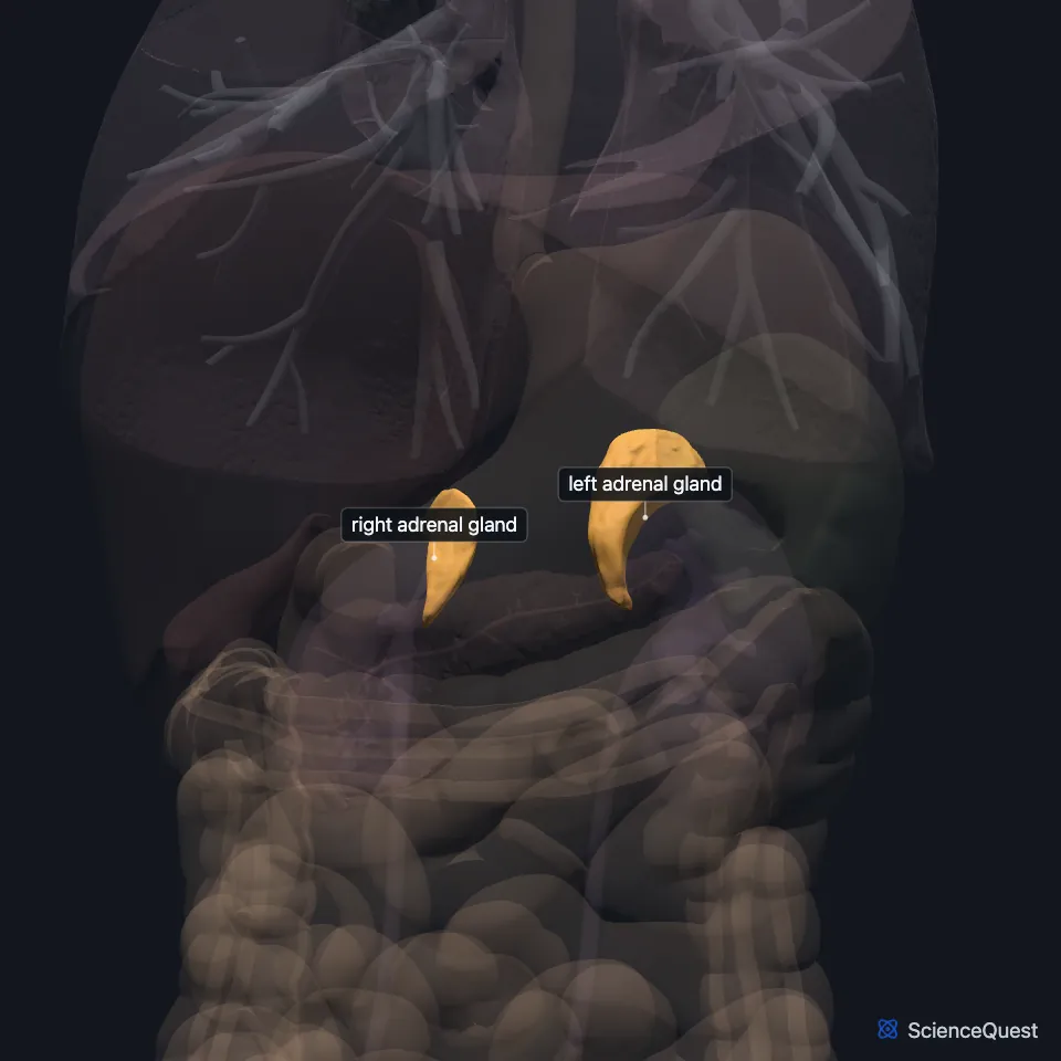 The chest and abdominal organs from the front, all faded except the right and left adrenal glands, highlighted and labeled at the top of each kidney.