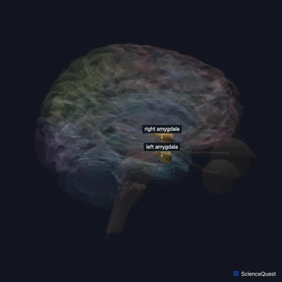 The brain model seen from the right with the cortex faded, showing the amygdala highlighted deep in the temporal lobe.