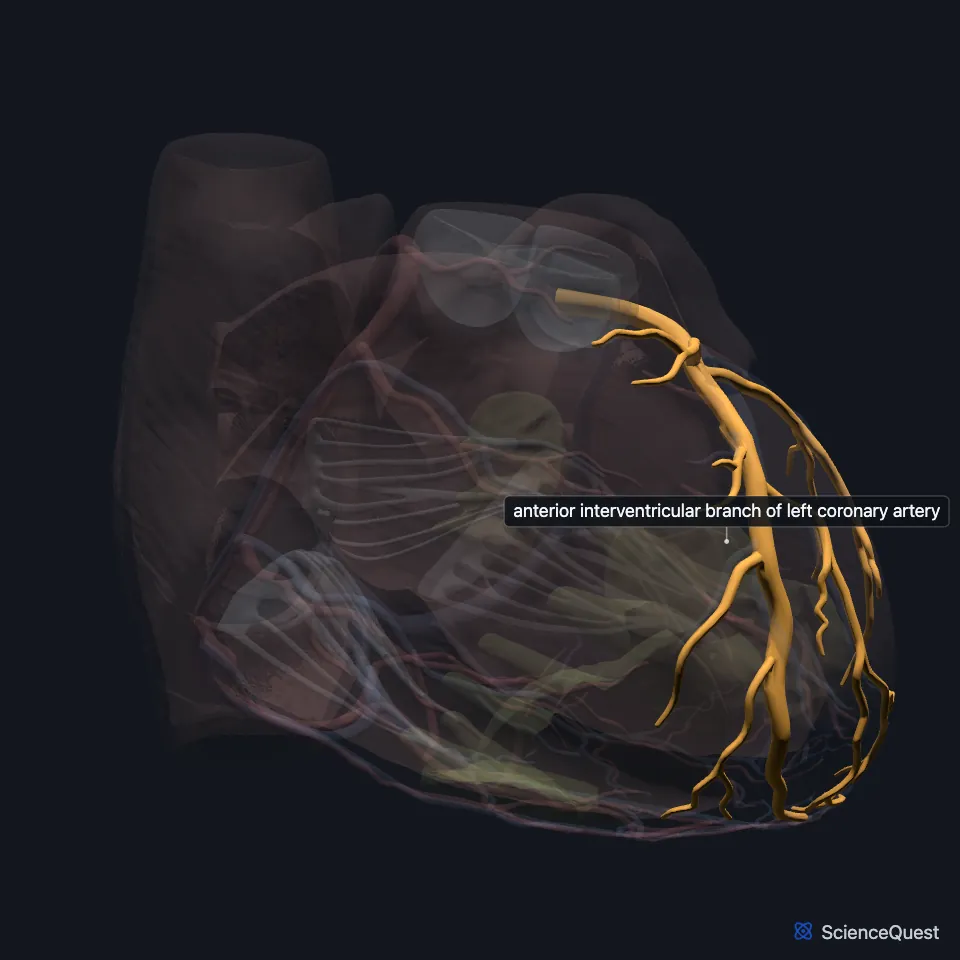 Front view of the heart model with the wall faded and the anterior interventricular artery highlighted, running down the front of the heart toward the apex.