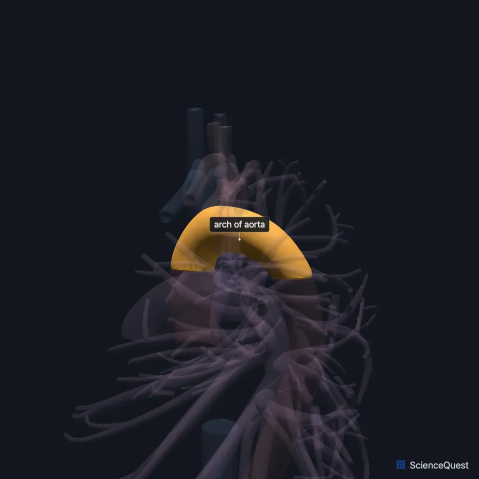 The great vessels from the left side, all faded except the arch of aorta, highlighted where it curves between the ascending and descending aorta.