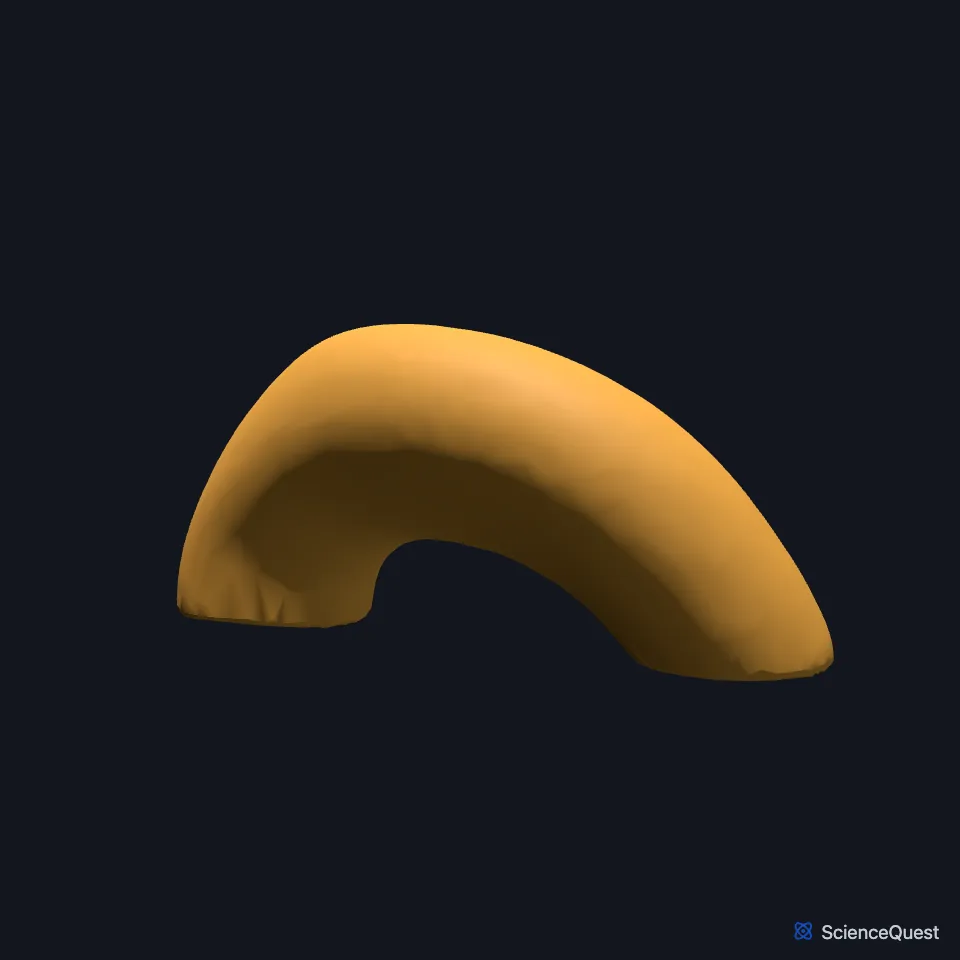 The arch of aorta on its own, seen from the left, showing its curve.
