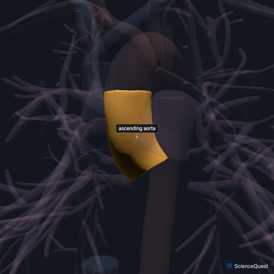 The great vessels from the front, all faded except the ascending aorta, highlighted as the short segment that rises into the arch of aorta.