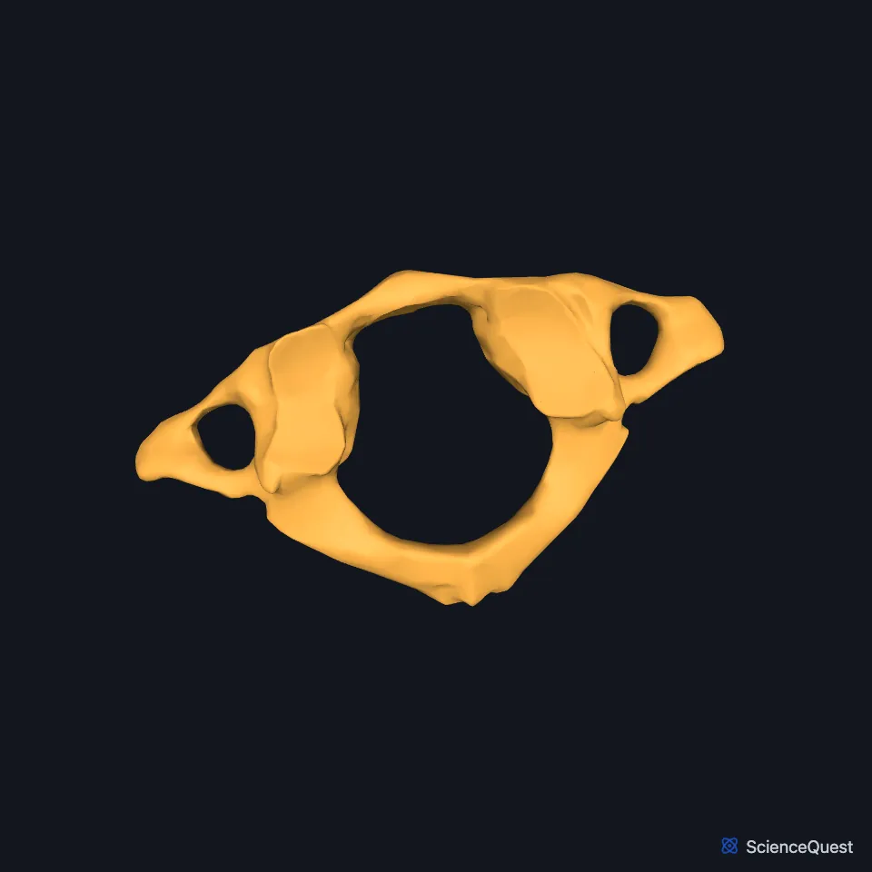 The atlas alone, seen from above: a ring of front and back arches with a lateral mass on each side carrying a facet for the skull.
