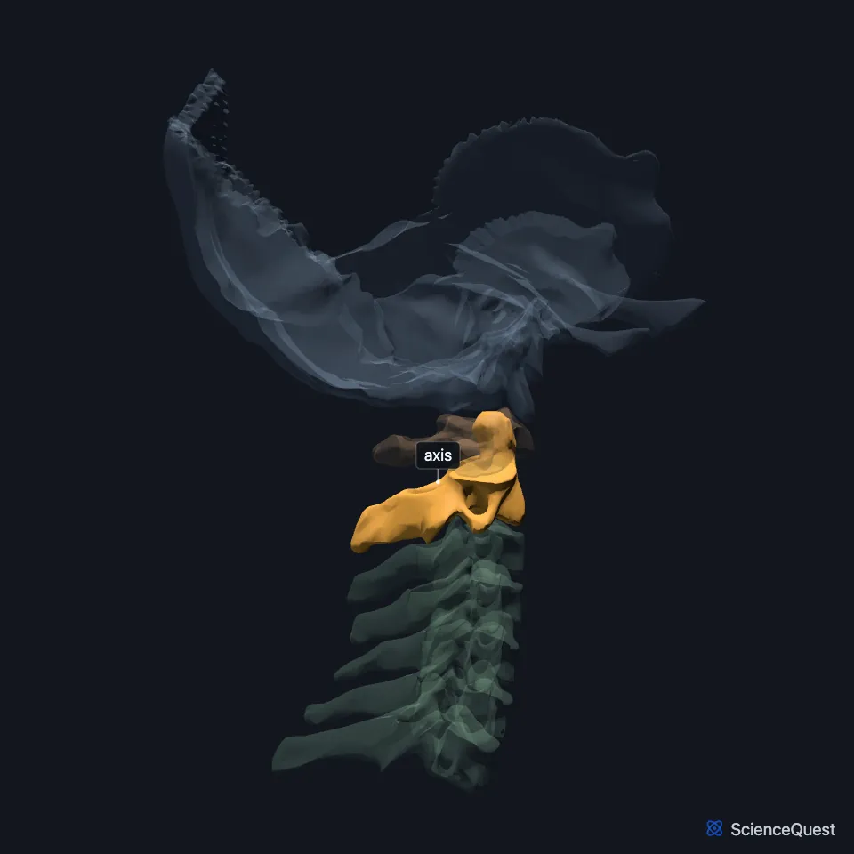 Right side of the cervical spine with the axis, the second vertebra, highlighted below the atlas.