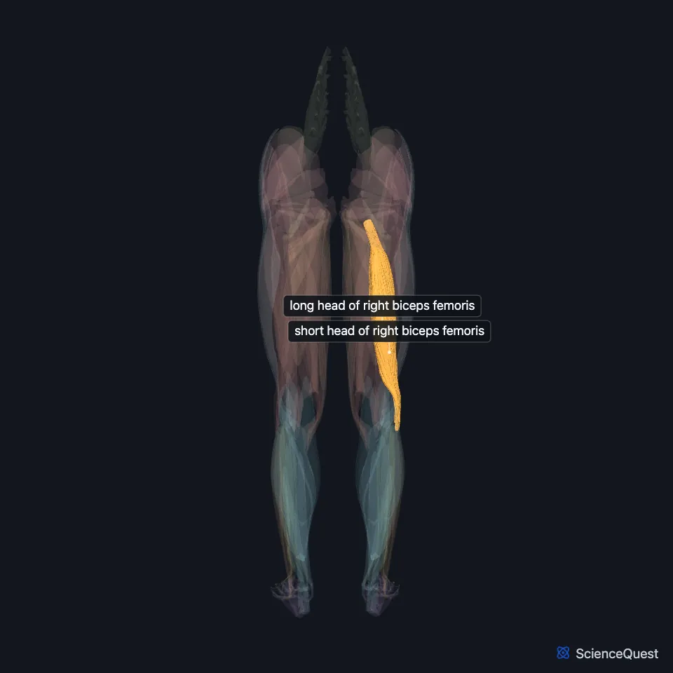 The muscles of both lower limbs seen from behind, faded, with the long and short heads of the right biceps femoris highlighted and labeled down the outer back of the right thigh.