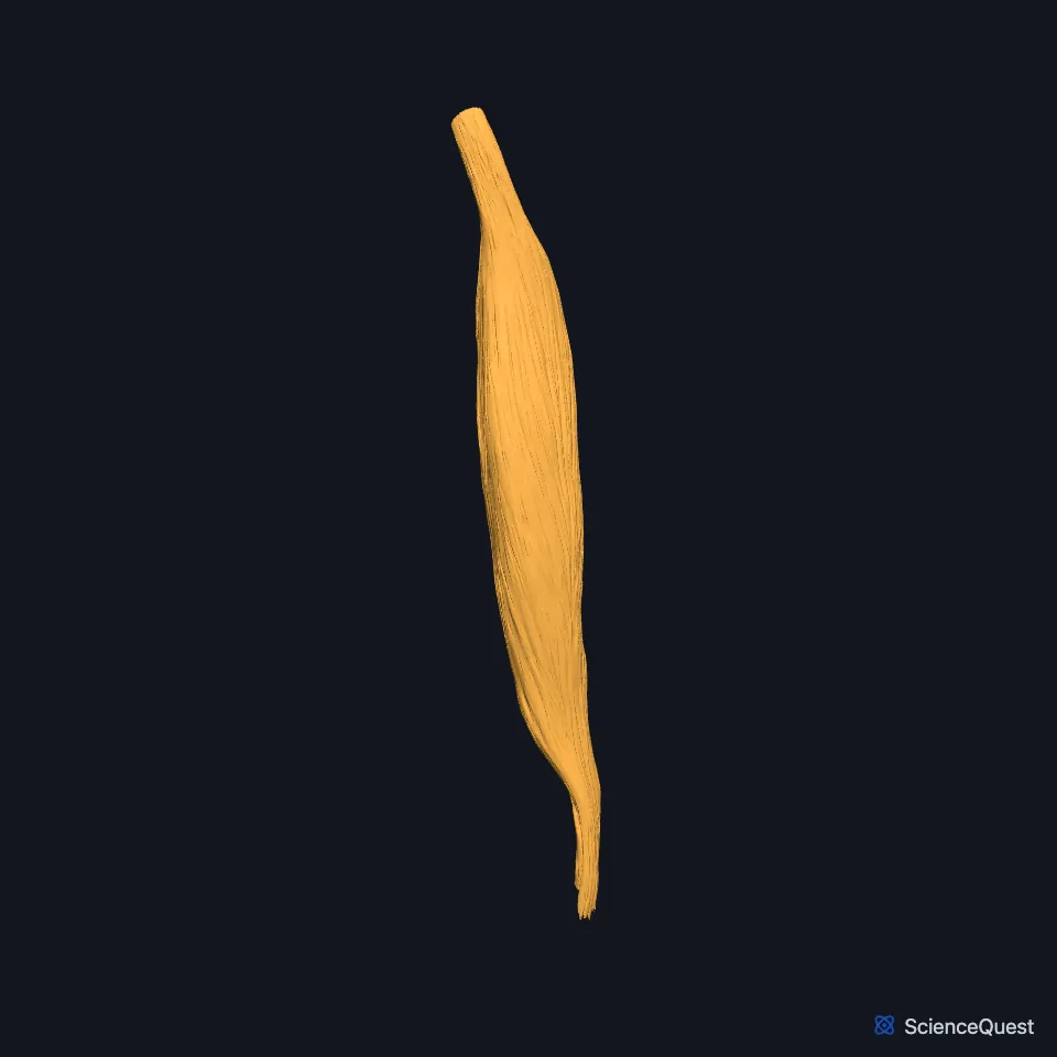 The long and short heads of the right biceps femoris alone, seen from behind: the long head runs the length of the thigh, the short head joins it lower down above the knee.